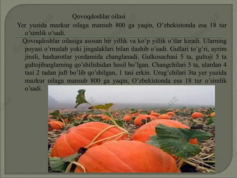 an bilim larini test savollari yordamida nazorat qilib, baholab olinadi. www.aim.uz www.aim.uz uyga vazifani e'lon qilish: — mavzuni bir bor takroran o'qib chiqing; — mavzu oxirida berilgan savollarga javob tayyorlab, daftarga yozib keling,qovoqdoshlar oilasi vakillarini rasmini chizing. www.aim.uz www.aim.uz www.aim.uz www.aim.uz