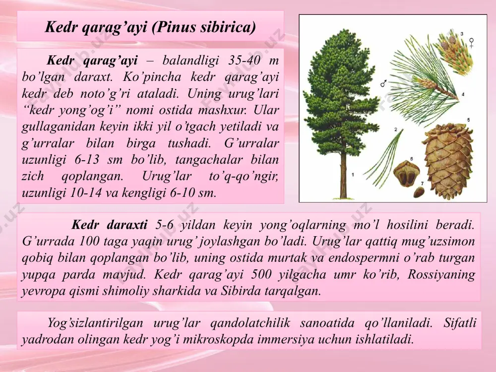 xx asrda boshlangan bo’lib, uni yetishtirish yiliga 50 ming tonnaga yetdi. perilla yog’i triatsilglitserollari tarkibidagi yog’ kislotalari miqdori (%): s16:0 – 3,3; s18:0 – 9,8; s18:1-13,1; s18:2-56,4; s18:3-22,2. perilla yorug’laridan yog’ olinganidan keyin qoladigan ekstraksion shrot tarkibida 45% oqsil va 0,006% efir moylari mavjud bo’ladi. efir moyi perillaning qo’ritilgan poyasidan va yaproqlaridan olinadi. lyallemansiya (lallemantia iberica) lyallemansiyaning tuzilishi va xossalari. yapaloqguldoshlar oilasiga mansub bir yillik o’tsimon o’simlik. meva-yong’oqchalari ovalsimon, uzunligi 3,5-4,5 mm, kengligi 1,5-2 mm va qalinligi 1 mm. qobig’i terisimon, mag’izga zich yopishgan va urug’ massasining 58% ni tashkil qiladi. qobiqda lipidlar miqdori 11-15%, urug’ yadrosida 49,5-51,8%. 1000 ta urug’ massasi 5,5-5,9 g. lyallemansiya urug‘lari kimyoviy tarkibi (%): suv – 8,96-9,74; lipidlar – 30,80-35,79; oqsil (nx6,25) – 24,25-26,99; sellyuloza –13,37-15,59; dekstrinlar – 2,92-3,20; kullar – 3,40-4,80. lyallemansiya yog‘i xossalari bilan perilla yog’iga yaqin. lyallemansiya yog’i triatsilglitserollari tarkibidagi yog’ kislotalari miqdori (%): s16:0 – 6-15; s18:0 – 4-5; s18:1-7-11; s18:2-45-71; …