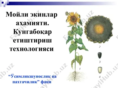 мойли экинлар  аҳамияти. кунгабоқар етиштириш технологиияси — PPT