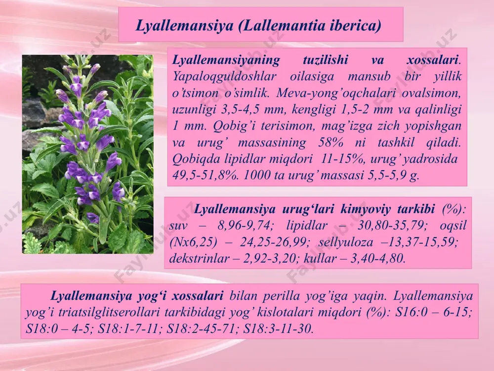 a) xoxoba tuzilishi va xossalari. xoxoba yoki simmondsiya (simmondsia californica) – doimiy yashil buta bo’lib, balandigi 1-2 m (ba’zida 3 m). mevasi uch qirrali chanoqcha, urug’larda qariyib endosperm mavjud emas. simmondsining e’tiborli tomoni urug’ pallalarida mum to’planishi hisoblanadi. suyuq mum zaxira modda bo’lib, yetilish vaqtida sarflanadi. mumning miqdori urug’larning ko’ruk moddalariga nisbatan 50%. mevalar tashqi ko’rinishi nuxot o’lchamidagi oshqozonni eslatadi. yog’sizlantirilgan urug’lar chorva ozuqasi sifatida ishlatilishi mumkin. xoxoba urug’larini (maxalliy nomi jojoba) shimoliy amerika va shimoliy-g’arbiy meksika indeytslari olovda qovurib, yoki yog’ini eritib olib ovqatga ishlatadi. suyuq meditsina maqsadlarida, xususan sochni tiklash uchun ishlatiladi. xozirgi kunda xoxobaning suyuq mumidan tarnsformator yog’i, turli mashina va mexanizmlar uchun surkov materiallari olinadi. oytisika yoki likaniya (licania rigida) oytisika tuzilishi va xossalari - balandligi 15 dan ortiq bo’lgan domiy yashil o’simlik. mevalari shakli va o’lchamlari bilan pekan yong’oqlarini eslatadi. meva ichida, meva massasining 60-75% ni tashkil qiluvchi bitta urug’ joylashgan. lipidlar miqdori urug’ ko’ruk …