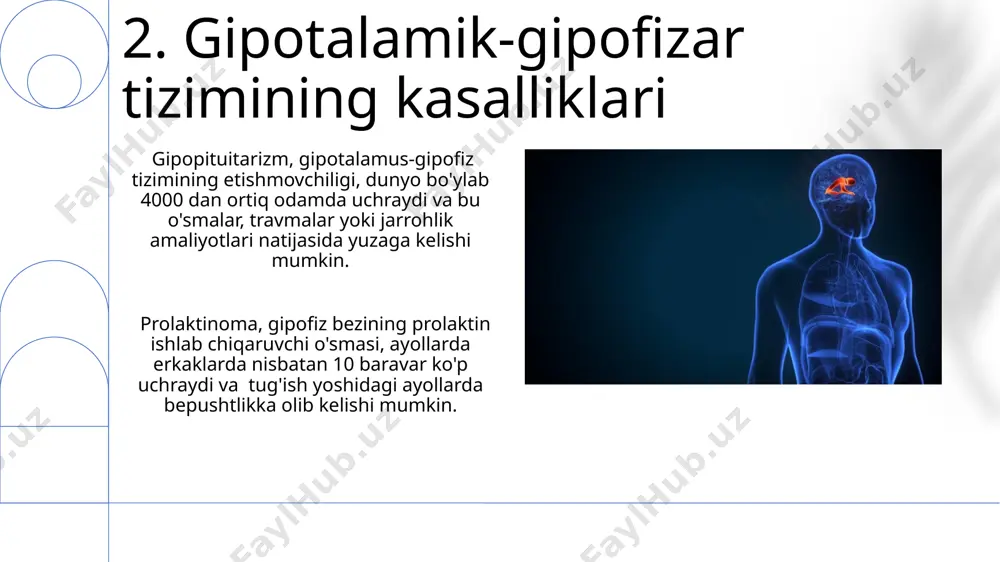 dingi gipofiz beziga ta'sir qilib, 100 dan ortiq aminokislotalardan tashkil topgan somatotropin (o'sish gormoni) ajralishini rag'batlantiradi, bu jarayon 2-3 soat davom etadi. 13.gipotalamusning tuzilishi va funksiyalari gipotalamusning anterior va posterior mintaqalari orasidagi o'zaro ta'sir orqali, masalan, temperatura regulyatsiyasi kabi, murakkab fiziologik jarayonlarni 37 daraja selsiy atrofida saqlashni ta'minlaydi. gipotalamus miyaning diensefalon qismida joylashgan bo'lib, taxminan 4 gramm og'irlikdagi tuzilma hisoblanadi va tananing ichki muhitini tartibga soluvchi 11 ta asosiy gormonni ishlab chiqaradi. 14.gipotalamik-gipofizar tizimining umumiy tavsifi gipotalamik-gipofizar tizimining ishlashi organizmning 100 dan ortiq fiziologik jarayonlarini, jumladan, o'sish, reproduktiv funksiyalarni va metabolizmni tartibga soladi, bu esa inson tanasining gomestazini saqlashda muhim rol o'ynaydi. gipotalamus, miyaning gipofiz beziga yaqin joylashgan 3 mm hajmdagi kichik bir qismi bo'lib, gormonlar ishlab chiqarish va chiqarishni boshqaruvchi asosiy markaz hisoblanadi. 15.gonadotropin-reliz-gormon (gnrh) va uning ta'siri gnrhning ta'siri gipofiz bezining gonadotropinlar, jumladan, follikul stimulyatsiya qiluvchi gormon (fsh) va lyuteiniziruvchi gormon (lh) ni ajratishini boshqaradi. bu jarayon 28 …