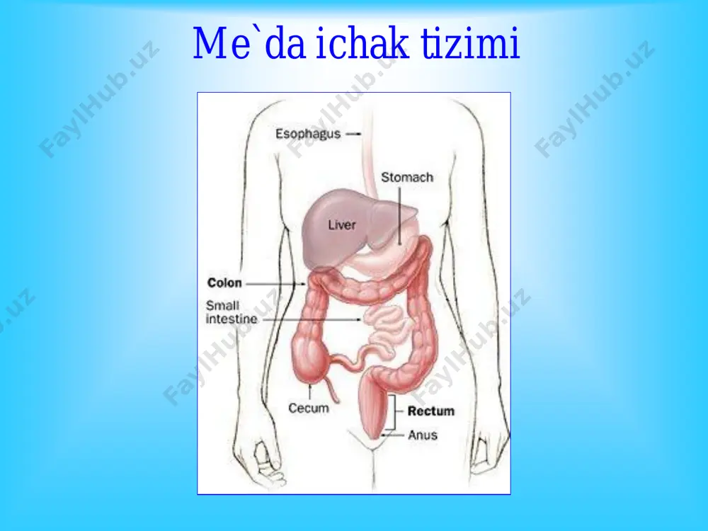 nmasli), • 7) nospetsifik yarali kolit • 8) mukovistsidoz (bolalarda kup uchraydi), • 9) virus-bakterial infektsiya • 10) epid parotit. surunkali pankreatit patogenezi • me’da osti bezining shishi rivojlanadi, pankreatik shirasini chikishi buziladi, pankretik yulini obstruktsiyasi rivojlanishi mumkin. bu xolda fermentlar konga suriladi. • me’da osti bezi to`qimalarining pankreatik shira ta’sirida autolizga uchrashi oqibatida yuzaga keladigan degenerativ-yallig`lanish jarayon rivojlanishi, tukimalar autolizga uchraydi, uzoq davom etgan xollarda fibroz to`qima rivojlanib, mayda yo`llar stenozga uchraydi va pankreonekrozga olib kelishi mumkin . surunkali pankreatit klinik kechishi • asosiy sindromlari: • og`riq; • ovkat xazm kilishni buzilishi - dispeptik (dispeptik buzilishlar, ich ketish); • malabsorbtsiya sindromi - me’da osti bezini faoliyatini buzilishi oqibatida; • umumiy simptomlar - tana vaznini kamayishi, emotsional labilliklik; • asoratlangan shakllarida - sariklik, oshkozon-ichak traktidan kon ketishi va boshkalar. • surunkali pankreatit klinik kechishi • og`riq sindromi: og`riq asossiy simptmlardan biri bo`lib xurujsimon, simillagan, sanchuvchi bo`lishi mumkin. og`riq asosan epigastral …