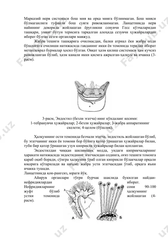 erv nayining devorida joylashgan yorug'likni sevuvchi gess ko'zchalaridan tashqari, uning butun terisiga tarqalgan alohida sezuvchi hujayralardan iborat bo'lgan sezgi organlari mavjud. jabra teshigi tashqariga ochilmasdan, balki atrial yoki jabra oldi bo'shlig'iga ochilishi natijasida gavdaning ikki yon tomonida teridan iborat metaplevral burmalar hosil bo'lgan. ovqat hazm qilish sistemasi ham kuchsiz rivojlangan bo'lib, hazm kanali ikki qismga ajralgan-halqum va ichakka (3-rasm). 3-rasm, endostil (bezli egatcha) ning ko'ndalang kesimi: 1-tebranuvchi hujayralar; 2-bezli hujayralar; 3-jabra apparatining skeleti; 4-tselom (bo'shliq). halqumning osti tomonida bezchali egatcha, endostil joylashgan bo'lib, bu egatchaning ikki yon tomoni bor bo'yiga qator o'rnashgan hujayralar bilan, tubi bir qator o'rnashgan uzun kiprikli hujayralar bilan qoplangan. endostildan chiqqan shilimshiq modda, undagi kiprikchalarning harakati natijasida endostidning egatchasidan oldinga, og'iz teshigi tomonga qarab oqib boradi, so'ngra halqumni o'rab olgan kiprikli bo'lakchalar orqali yuqoriga ko'tariladi va nihoyat jabra usti egatchasidan o'tib, orqaga ya'ni ichakka tushadi. lantsetnikda qon-rangsiz, yuragi yo'q. ayiruv organlari to'g'ri burchak shaklida bukilgan naydan-nefridiyalardan …