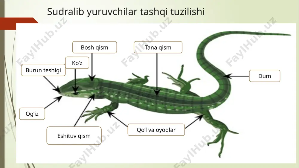 l toshbaqasi (agrion horsfieldi), kavkaz toshbaqasi (testudo graeca), ualapagoc orolda yashaydigan fil toshbaqasi (geochelone elephantopus) va boshqa kiradi. o'rta osiyo cho'l toshbaqasi tabiatda 20-25 yil. kavkaz to 9 baqasi esa 35-40 yil yashaydi, og'irligi 200-400 kg keladiga a toshbaqalari esa 120 yil va undan ham ortiq yashaydi. o ’zbekistonda cho'l toshbaqasi barcha viloyatlaming cho‘l dasht mintaqalarida tarqalgan. qalqunining uzunligi urg'ochisi 25 sm gacha boradi, erkaklariniki esa kichikroq chuchuk suv toshbaqalari (emydidae) oilasiga mdhning cho’l uasjda. qrimda. kavkazda uchraydigan botqoqlik toshbaqasi va kaspiy toshbaqasi (clemmys caspica) kiradi.suv bo'ylarida yashaydi. bu toshbaqalar suvda yaxshi suzadi va sho’ng’iydi. suvda va quruqlikdagi har xil umurtqasiz hayvonlar bi oziqlanadi. kaspiy toshbaqasi suv o‘tlarini ham yeydi. chuchuk suv toshbaqalari oilasiga 93 ta tur kiradi.ular 20-30 ta tuxum qo‘yadi. qishda suv ostiga yon bo‘yinli toshbaqalar (pleurodira) kenja turkumi yon bo‘yinli toshbaqalar (pleurodira) kenja turkumi vakillari boshi va bo ynini gorizontal tekislikda yon tomonga burib plastron bilan karapaks …