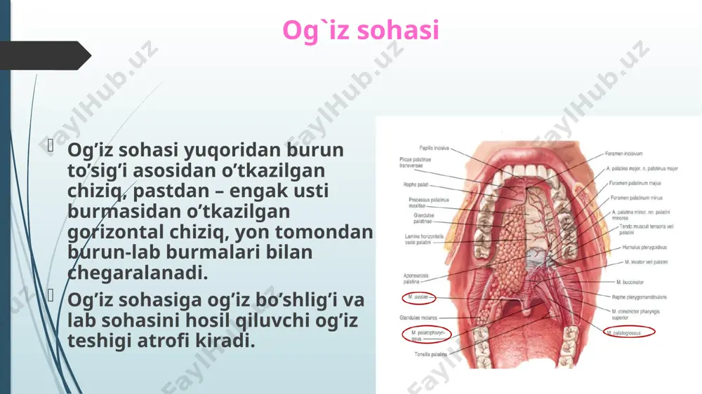 . pastki labning lateral qismi va yuqori labdan limfa jag’ osti limfa tugunlariga keladi. lablarning xarakatlantiruvchi innervasiyasi yuz nervining lunj tarmoqlari hisobiga, yuqori lab teri va shilliq qavatining sezuvchi innevasiyasi ko’z kosasi osti nervi (n. infraorbitalis) (n. maxillaris tarmog’i) hisobiga, pastki lab teri va shilliq qavati pastki jag’ nervi (n. mandibularis)ning iyak tarmog’i (r.mentalis) hisobiga amalga oshiriladi. og`iz bo`shlig`i og’iz bo’shlig’i (cavitas oris) og’iz dahlizi (vestibulum oris) va xususiy og’iz bo’shlig’iga (cavitas oris propria) bo’linadi. og’iz dahlizi oldindan lablar va lunj, orqadan yopilgan holatda tishlar va alveolyar o’simtalar orqali chegaralanib turadi. xususiy og’iz bo’shlig’i chegarasi: yuqoridan yumshoq va qattiq tanglay, old va yondan tishlar va milk, pastdan og’iz diafragmasi bilan chegaralangan. orqadan esa esnash teshigi orqali og’iz-halqumga ochiladi. tanglay (palatum) tanglay 2 qismdan tashkil topgan. uning oldingi uchdan ikki qismi asosi suyak bo’lib, qattiq tanglay deyiladi. uni yuqori jag’ning tanglay o’sig’i va tanglay suyagining gorizontal plastinkasi hosil qiladi. tanglayning orqa …