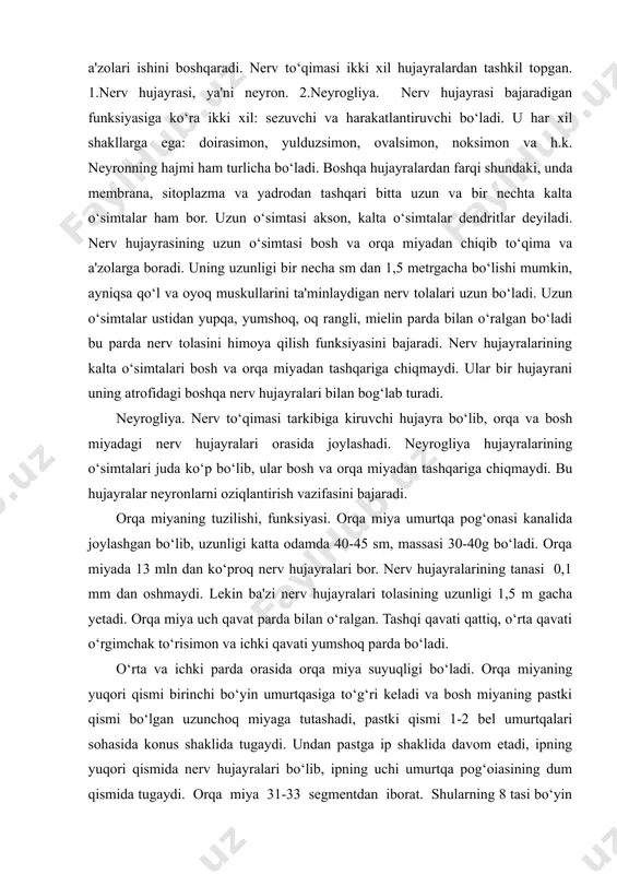 urtqa pog‘onasi kanalida joylashgan bo‘lib, uzunligi katta odamda 40-45 sm, massasi 30-40g bo‘ladi. orqa miyada 13 mln dan ko‘proq nerv hujayralari bor. nerv hujayralarining tanasi 0,1 mm dan oshmaydi. lekin ba'zi nerv hujayralari tolasining uzunligi 1,5 m gacha yetadi. orqa miya uch qavat parda bilan o‘ralgan. tashqi qavati qattiq, o‘rta qavati o‘rgimchak to‘risimon va ichki qavati yumshoq parda bo‘ladi. o‘rta va ichki parda orasida orqa miya suyuqligi bo‘ladi. orqa miyaning yuqori qismi birinchi bo‘yin umurtqasiga to‘g‘ri keladi va bosh miyaning pastki qismi bo‘lgan uzunchoq miyaga tutashadi, pastki qismi 1-2 bel umurtqalari sohasida konus shaklida tugaydi. undan pastga ip shaklida davom etadi, ipning yuqori qismida nerv hujayralari bo‘lib, ipning uchi umurtqa pog‘oiasining dum qismida tugaydi. orqa miya 31-33 segmentdan iborat. shularning 8 tasi bo‘yin qismida, 12 tasi ko‘krak, 5 tasi bel, 5 tasi dumg‘aza va 1-3 tasi dum qismida bo‘ladi. orqa miya ko‘ndalangiga kesilsa, u ikki xil moddadan: tashqi qismi oq …