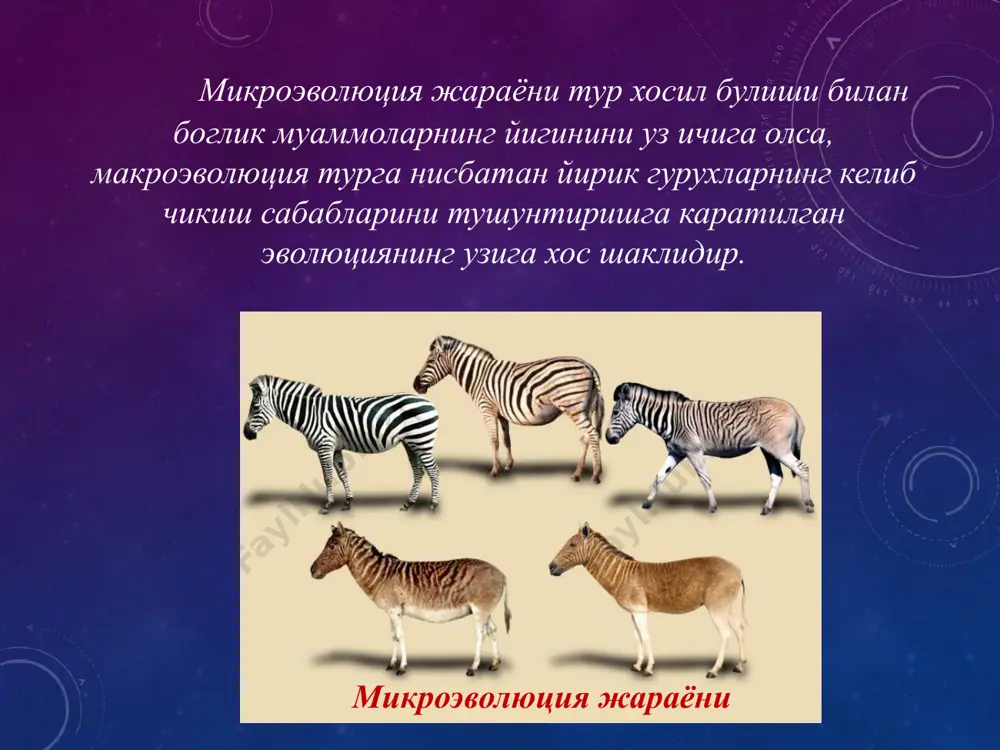 лар экан, курсатиб утиш жоизки, бу 2 хил тушунчалар бир-биридан келиб чикади: филогенез давомида онтогенезлардаги узига хосликлар туплана боради, онтогенезларнинг ва филогенезларнинг бирлиги айнан шу тушунчаларни уз ичига олади. анаболия хилида филэмбриогенезнинг мохиятини тасаввур этиш учун, дастлаб куш патининг эмбрионал ривожланиши билан танишиш даркор. агарда унинг тараккиёт (тухум ичида) боскичлари судралиб юрувчи хайвоннинг силлик шох тангачасини эмбрионал ривожланиши билан таккосланса, унда, иккала онтогенезда хам тараккиёт боскичлари бир хил тарзда давом этаётганлиги кузга куринади. кушнинг пати хам, судралиб юрувчининг тангачаси хам эмбрионал ривожланишни бириктирувчи тукиманинг эпителий тукимаси томон усиб киришидан бошлайди. девиация филэмбриогенетик узгаришларнинг узига хос хили хисобланиб, унда авлоднинг онтогенезида аждод эмбрионал тараккиётидаги хусусиятлар кисман, тахминан урта давргача такрорланади. авлод онтогенезининг уртасидан бошлаб, тараккиёт бутунлай янги, аждодларда булмаган усуллар билан давом этади, яъни филэмбриогенетик узгаришлар содир булади. архаллаксис деб аталган филэмбриогенетик узгаришларнинг хилида авлодларнинг эмбрион ривожланишида аждодларнинг эмбриогенезида умуман булмаган хусусиятларни тараккий этиши кузатилади. умуман олганда, архаллаксислар эмбрионал ривожланишнинг бутунлай …