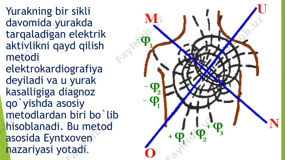 qrs (qo`zg`alishning tarqalishi yoki qorinchalarning depolyarizatsiya fazasi) dan va t (qo`zg`alishning so`nishi yoki repolyarizatsiyasi) dan iborat. eyntxoven uchburchagining tomonlariga tushirilgan yuiv ning proektsiyasi berilgan vaqt momentida uchta standart tarmoqlardagi eyuk ning skalyar miqdorini beradi. yurakning bir tsikli davomida qayd qilinqdigan bunday skalyar miqdorlar (kattaliklar) ekg ni shakllantiradi.ular har bir vaqt momentida quyidagi tenglama bilan aniqlanqdi: ℓi=ℓii+ℓiii bu munosabat eyntxoven qoidasi deb yuritiladi, bu erda ℓi, ℓii, ℓiii signallarning algebraik miqdori (kattaligi). tananing frontal` tekisligidagi yuiv o`rta proektsiyasining yo`nalishi yurakning elektrik o`qi deyiladi. ikkita elektrod joylashgan qarama-qarshi qutbli nuqtalarni biriktiruvchi to`g`ri chiziq berilgan tarmoqning o`qi deyiladi. klinikada ekgni qayd qilish uchun 12 ta tarmoqdan tashkil topgan sistema qabul qilingan: (i,ii,iii) oyoq-qo`llardan 3 ta standart tarmoqlanish, (dvr, dvl, dvf) oyoq-qo`llardan 3 ta kuchaytirilgan bir qutbli tarmoqlanish va 6 ta bir qutbli kukrakdan (v1, v2, v3, v4, v5, v6 ) tarmoqlanishlardir. standart tarmoqlanishdagi ekgning qayd qilish uchun elektrodlar eyntxoven uchburchagidagi elektrik ekivalent nuqtalar …