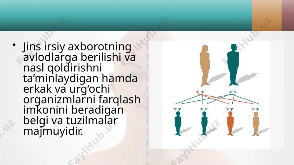 gomogametali, erkaklari geterogametali bo‘ladi. qushlar, sudralib yuruvchilar va ayrim hasharotlarda esa aksincha, erkaklari gomogametali, urg‘ochisi geterogametali bo‘ladi. meyoz jarayonida geterogametali individlar bir xil miqdorda x va y xromosomali gametalar hosil qiladi. shu sababli, jinsiy ko‘payishdan keyin hosil bo‘lgan erkak va urg‘ochi individlar soni teng bo‘ladi. masalan, erkaklari geterogametali bo‘lgan organizmlar (drozofila)da jinsning irsiylanishi 48-rasmda berilgan. ba’zi organizmlarda geterogametalilik bir jinsiy xromosomani yo‘qolishi bilan aloqador. shunga ko‘ra gomogametali organizm xx, geterogametali organizm xo bo‘ladi. qandalalar va ninachilarning urg‘ochi organizmda xx, erkagida xo, kuyakapalagida esa aksincha urg‘ochilarida xo, erkaklarida xx jinsiy xromosomalar mavjud. shunga ko‘ra qandala erkagida 13 ta xromosoma, urg‘ochisida 14 ta xromosoma bo‘ladi. undan 12 tasi autosoma xromosomalari hisoblanadi. jinsni aniqlashni progam, epigam, singam tiplari mavjud. jinsni aniq lashning progam tipida jins urug‘lan guncha ma’lum bo‘ladi. masalan, ko lovratkalarda sitoplazmaga boy tuxum hujayradan urg‘ochi, sitop lazmasi kam tuxum hujayradan erkak organizm rivojlanadi. jinsni aniqlashning epigam tipida jins tashqi muhitga bog‘liq …