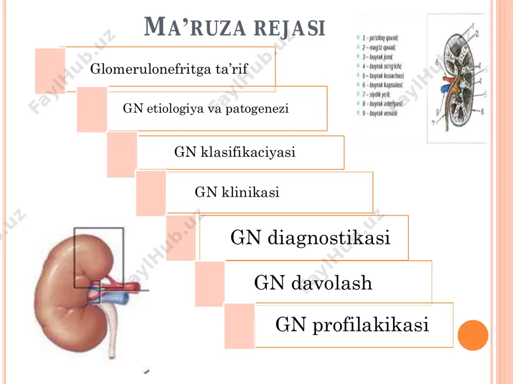 chiligi surunkali glomerulonefrit -gematurik -nefrotik - aralash -qo’zg’olish davri - qisman kliniko- loborotor remissiya - toliq kliniko-loborotor remissiya - buyrak fukciyasi buzilmagan buyrak faoliyati buzilgan - surunkali buyrak etishmovchiligi nim o’tkir (yomon sifatli) glomerulonefrit buyrak fukciyasi buzilmagan - surunkali buyrak etishmovchiligi k l a s s i f i k a ts i ya klinika kasallik umumiy intoksikaciya simptomlari bilan boshlanadi. teri rangi oqaradi ba’zi bolalarda xarorat ko’tariladi arterial bosim o’rtacha darajada ko’tariladi. yurak-kon tomir sistemasi, asab va boshqa sistemalarni zararlanishi, bel soxasidagi og’iqlar. gematuriya yoki mikrogematuriya kuzatiladi, siydikning rangi o’zgaradi- «go’sht seli» ga o’xshab. qovoqlar va yuzning shishinqirashi, keyinroq shishlarni qo’l-oyoqlarga tarqalishi. bo’shashadi, ishtaxa pasayadi, tez chachash, kam quvvatlilik, lanchlik, bosh og’rishi, bosh aylanishi umumiy axvoli yomonlashadi nefritik sindrom ntfrotik sindrom yakka siwlr sindromi gipertoniya va gematuriya bilan kechadigan nefrotik sindrom o’tkir glomerulonefrit sindromlari tarqoq shishlar, mikro- makro-gematuriya, turg'un gipertoniya, yukori proteinuriya, tsilindruriya. makro yoki mikrogematuriya, a/b ko’tarilishi shishlar …