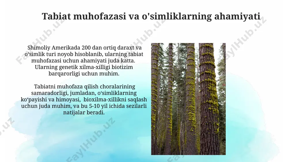shimoliy amerika manzarali daraxtlar va dorivor o'simliklar - Page 4