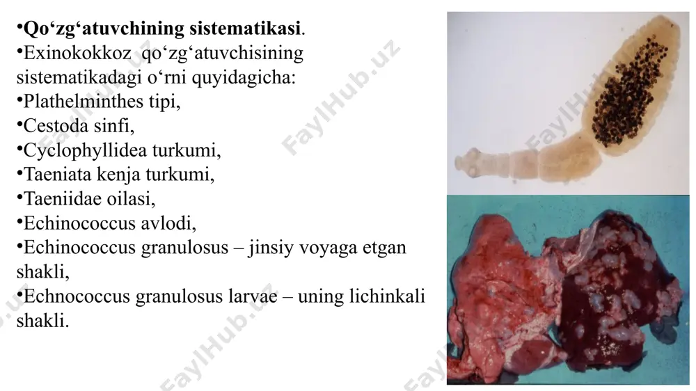 noz kompleks usulda qo‘yiladi. buning uchun epizootologik ma’lumotlar, kasallikning klinik belgilari inobatga olinadi va aniq diagnoz laboratoriya sharoitida immunobiologik reaksiyalar qo‘yib, ularning natijalariga asoslanib qo‘yiladi. immunobiologik reaksiyalardan allergik reaksiya yoki kazoni reaksiyasi – eng samarali va tez bajariladigan usullardan biridir. kazoni reaksiyasi quyidagicha bajariladi: reaksiyani bajarish uchun quruq allergenlardan (exinokokkli allergen) foydalaniladi. dastlab quruq allergenni fiziologik eritmada 1:750 nisbatda suyultiriladi, so‘ngra 0,2 ml qo‘y va echkilar uchun, 0,5-0,75 ml qoramollar uchun olinib ko‘zning yuqori qovog‘ining yoki dum osti teri burmasining orasiga yuboriladi va 2-3 soat o‘tgach reaksiya natijasi o‘qiladi. qo‘ylarda: terining qalinligi 2 sm gacha bo‘lsa, reaksiya manfiy, 2,1 smdan 2.4 sm gacha bo‘lsa, reaksiya gumon, qayta takrorlash kerak; 2,5 sm dan yuqori bo‘lsa, reaksiya musbat, ya’ni hayvon kasal hisoblanadi. qoramollarda: terining qalinligi 3,5 sm gacha bo‘lsa – reaksiya manfiy, 3,6 sam dan 4,5 sm gacha bo‘lsa – reaksiya gumon va 4,6 sm dan yuqori bo‘lsa – reaksiya musbat, ya’ni …