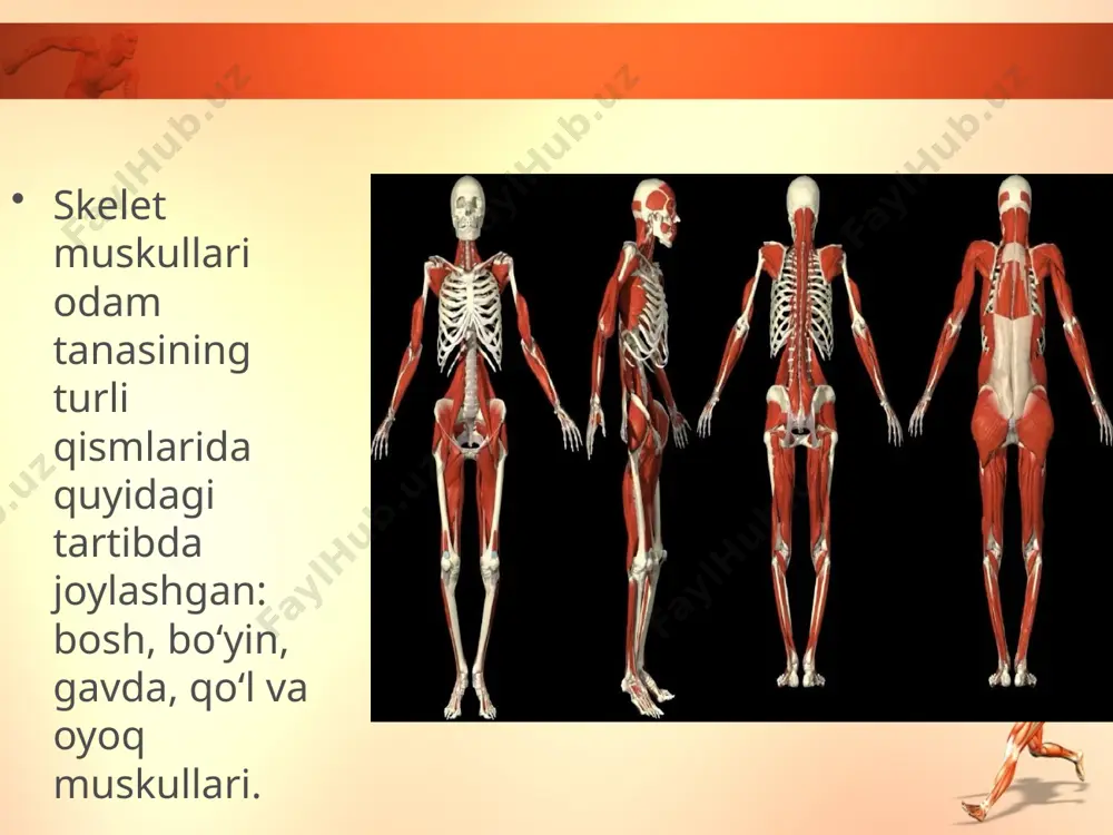 lka, bilak va qo‘l panjasi sohasidagi muskullarga bo‘linadi. oyoq muskullari son, boldir va oyoq panjasi muskullariga bo‘linadi. savol va topshiriqlar skelet muskullari odam tanasida qanday tartibda joylashgan? bosh muskullari va ularning vazifalarini ayting. bo‘yin va gavda sohasida qanday muskullar joylashgan? qo‘l va oyoq sohasidagi muskullarni ayting. image2.jpeg image3.jpeg image4.jpeg image5.jpeg image6.jpeg image7.png image8.jpeg image9.jpeg image10.jpeg image11.jpeg image12.jpeg image13.jpeg image14.jpeg image15.jpeg image1.jpeg