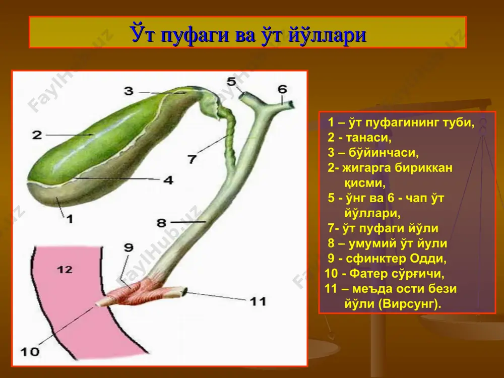 стэктомия ўт қопи пункцияси элементларни ажратиш ўт йўлини клипслаш ўт йўлини кесиш артерияни ажратиш холецистэктомия medical illustration
