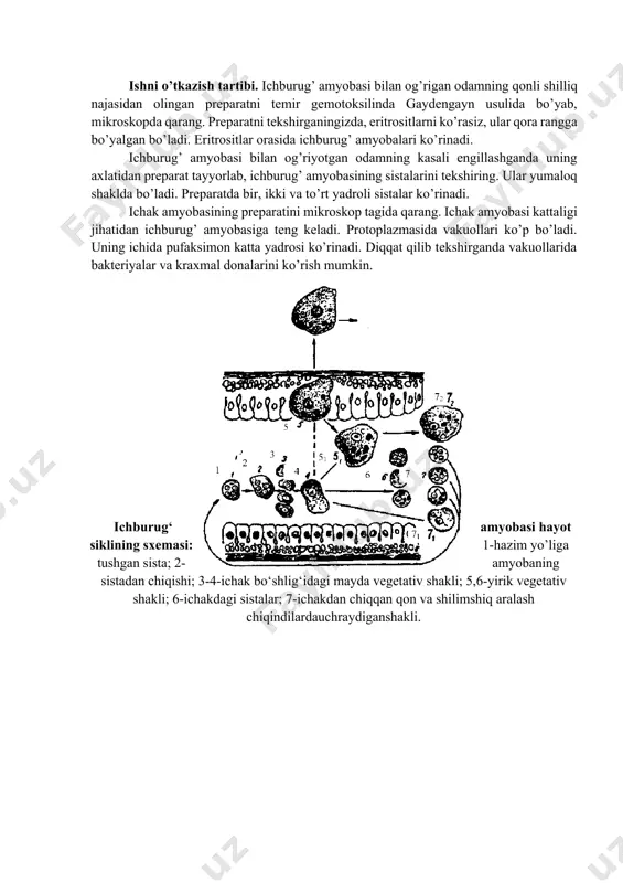a bo’linadi. endoplazmada sharsimon yadro joylashadi. mayda vegetativ shakli odamning yo’g’on ichagida yashab, bakteriyalar bilan oziqlanadi va odamga zarar keltirmaydi. dizenteriya amyobasining to’qima shakli odamning yo’g’on ichagi devorlarida yashab, yaralar hosil qiladi va ichak devoridagi to’qimalarni emirib, shuning hisobiga oziqlanadi. to’qima shakli boshqalarga nisbatan eng zararli hisoblanadi. yaralar yallig’lanib, yiringlaydi va qon tomirlarining shikastlanishi natijasida yaralardan qon oqadi. gematofag yoki eritrofag shakli odatda, yaralarga yaqin joylarda topilib, eritrositlar bilan fagositoz holida oziqlanadi. mayda vegetativ shakli kichkina (15-20 mkm) bo’ladi, to’qima shaklining o’lchami esa 20-25 mkm ga boradi. ichburug’ amyobasi bilan kasallangan odam bir kecha-kunduzda 300 va hatto 600 milliontagacha sista chiqarishi mumkin. ichburug’ amyobasining sistalarida 4 ta yadro bo’ladi. sistalar bilan ifloslangan suv, sabzavot va mevalar iste’mol qilinganda parazitlar odamning oshqozon-ichak sistemasiga tushadi. ichakda har bir sistadan 4 ta mayda vegetativ shakl paydo bo’ladi. so’ngra ular mitoz yo’li bilan bo’linib soni ikki hissa oshadi. ichakda amyobaning faqat mayda vegetativ shakli …