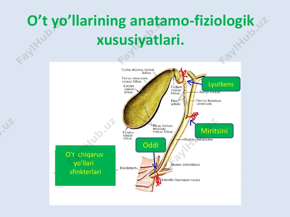suyuqligi zond 12- barmoqli ichakkka o’tishi bilanoq ajraladi, va shuning uchun, o’t suyuqligining a, v, s portsiyalarini aniklash imkoniyati bo’lmay qoladi. diskineziyalarning gipokinetik shakli o’t pufagining sekin bo’shashi, o’t suyuqligining asta va bir maromda ajralishi bilan xarakterlanadi. •xarakterlanadi. ka • o’t yo’llari diskineziyalarini aniqlashda rentgenologik tekshirish xam ma’lum axamiyat kasb etadi. diskineziyalarning gipertonik shaklida o’t pufagi tuxumsimon shaklda bo’lib, uning bo’shashi ba’zan jadal, ba’zan esa sust (gipertonik dimlangan pufak) kechishi mumkin. duodenal zondlash xolangiografiya o’t yo’llari utt tekshiruvi o’ t pufagi devori qalinlashgan o’ t toshlari o’t yo’llari diskineziyalarini davolash usullari davolash muolajalari diskineziya gipotonik gipertonik dieta stol №5 tavsiya qilinadi usimlik klechatkasini tutuvchi o’t xaydovchi maxsulotlar qabul kilish pevzner bo’yicha stol №5 qattiq va ta’sirlovchi, botmaydigan ovqatlar qabul qilish neyrotroplar stimullovchilar: fenomin, kofein sedativ: trankvilizatorlar, ganglio-blokatorlar, novokain spazmolitiklar shart emas noshpa, papaverin, eufilin issik muolajalar fakatgina ko’zgalgan davrida ishlatiladi keng qo’llaniladi davolash fizik muolajalar tonusini oshiruvchi dorilar buyuriladi engillashtiruvchi …