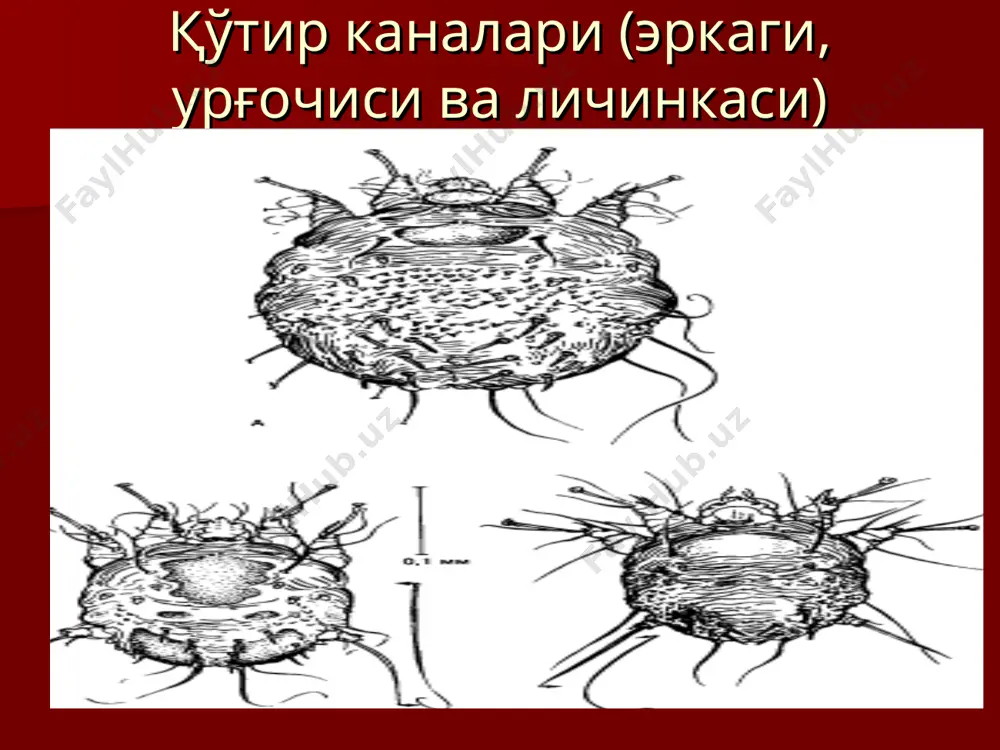 қўтир - Page 4
