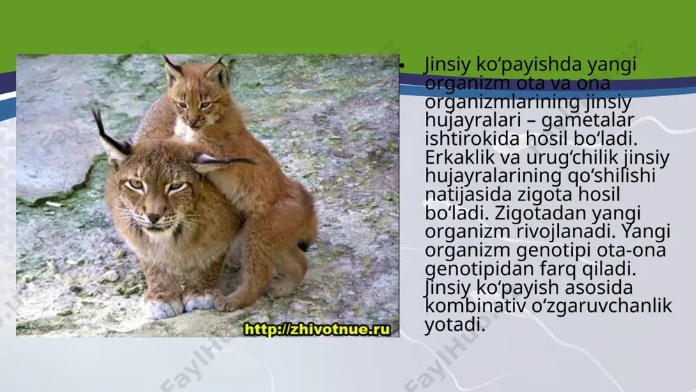 n va ingichka naycha- chang yo‘lini hosil qiladi. chang naychasi tez o‘sib, urug‘chi tugunchasi tomon o‘sib urug‘kurtakka yetib boradi. hosil bo‘ lgan ikkita spermiy chang naychasi orqali urug‘kurtakdagi murtak xaltaga kiradi. spermiylardan biri tuxum hujayra bilan, ikkinchisi markaziy hujayra bilan qo‘shiladi. bu jarayon gulli o‘simliklarda qo‘sh urug‘lanish deb ataladi urug‘ kurtakning urug‘langan hujayralari ko‘p marta bo‘lina boshlaydi. urug‘langan tuxum hujayra – zigotadan murtak, urug‘langan markaziy hujayradan esa endosperm rivojlanadi. murtak bilan endosperm birgalikda urug‘ni hosil qiladi. hayvonlarda jinsiy ko‘payish. bir hujayrali organizmlarda jinsiy jarayon – kopulatsiya (lotincha kopu latio – qo‘shilish) jarayoni kuzatiladi. bunda maxsus jinsiy hujayralar – gametalar qo‘shilib zigotani hosil qiladi. bu organizmlarda – gametalar ona hujayraning ko‘p marta bo‘linishi natijasida hosil bo‘ladi. gametalarning qo‘shilishidan hosil bo‘lgan zigotadan tinim davri o‘tgach, yangi yosh organizmlar hosil bo‘ladi. gametogenez. hayvonlarda jinsiy hujayralarning hosil bo‘lish jarayoni gametogenez deyiladi. jinsiy yo‘l bilan ko‘payadigan organizmlarda jinsiy hujayralar jinsiy bezlarda hosil bo‘ladi. ovogenez va …