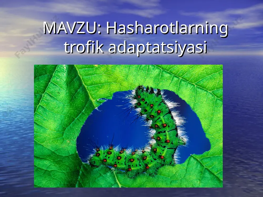 bular o’z navbatida yirtqichlar va parazitlarga bo’linadi. parazitchilarga esa yaydoqchilar ko’p ikki qanotlilar, tivitxo’rlar, bitlar va boshqalar kiradi. chirigan o’simlik qoldiqlari bilan oziqlanadigan hasharotlar saprofaglar deyiladi. o’limtiklar bilan oziqlanadiganlar nekrofaglar deb ataladi. bularga tipik o’likxo’r qo’ng’iz va ba’zi bir pashshalarning lichinkalari kiradi. ko’pchilik o’simlikxo’r hasharotlar madaniy o’simlik bilan oziqlanadiganda o’simlikka turlicha zarar yetkazadi. bir xildagi oziq bilan oziqlanadigan hasharotlarga monofaglar deyiladi go’ng bilan ovqatlanadigan hasharotlar-kaprofaglar deb ataladi. bularga go’ng qo’ng’izi, stafilindrlar, ba’zi bir pashshalar lichinkalari misol bo’ladi. har xil oziq bilan oziqlanadiganlar polifag deb ataladi. ovqatlanish zanjiri o’simlik yoki o’lik organik moddalardan boshlanadi va yirtqich hayvonlar yoki parazitlar bilan tugallanadi. ko’pchilik o’simlikxo’r hasharotlar madaniy o’simlik bilan oziqlanganda o’simlikka turlicha zarar yetkazadi.bu zararlar turli xil usulda bo’ladi,jumladan o’simlik bilan ovqatlanish,to’qimalarda tuxum qo’yish va turli xil o’simlik bakterial,viruslik va zamburug’ kasalliklarini tarqatish yuqtirish orqali zarar yetkazadi. xasharotlarnig o’simlikka zarar yetkazish quyidagi tiplarga bo’linishi mumkin. 1.hashorotlarning o’simlikka tayyorgarlik ko’rmasdan zarar yetkazish,ya’ni hasharot o’simlikning …