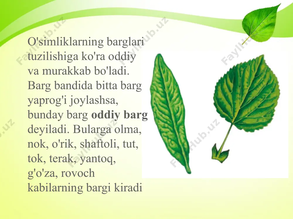 oddiy va murakkab barglar. 6 - sinf - Page 4