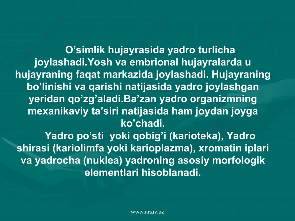 hujayra yadrosi. yadrocha - Page 5