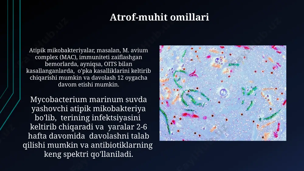 f mass-spektrometriya texnologiyasi 24 soat ichida 100 dan ortiq turdagi mikobakteriyalarni farqlash imkoniyatini beradi. atipik mikobakteriyalarni aniqlash uchun pcr (polymerase chain reaction) usuli sezuvchanligi 90% dan yuqori bo'lib, namuna miqdorini kamaytirish va tezkor natijalar olish imkonini beradi. davolash usullari davolashning samaradorligi, ko'p hollarda, kasallikning og'irligiga va mycobacterium turiga bog'liq bo'lib, 6 oygacha davom etadigan bir necha dori kombinatsiyasini talab qilishi mumkin. jarayonning muvaffaqiyatli yakunlanishi uchun kamida 2 ta antibiotikni birgalikda qo'llash kerak, va davolash kursi tahlil natijalariga asoslangan holda, individual ravishda belgilanadi. sog'liqni saqlash xodimlarining roli соғлиқни сақлаш ходимлари 100 тадан ортиқ микобактерия турларини аниқлаш ва фарқлаш бўйича малакага эга бўлишлари, шу жумладан, ностандарт микобактерияларни аниқлаш учун замонавий диагностика усулларидан фойдаланишлари зарур. ностандарт микобактериялар инфекциясига чалинган беморларни аниқлаш ва даволашда соғлиқни сақлаш ходимларининг тезкор ва самарали ҳаракатлари, касалликнинг тарқалишини олдини олишда муҳим аҳамиятга эга. klinik ko'rinishlar atipik mikobakteriyalar sabab boʻladigan kasalliklarning klinik koʻrinishlari oʻta xilma-xil boʻlib, 50% hollarda oʻpka shikastlanishi …