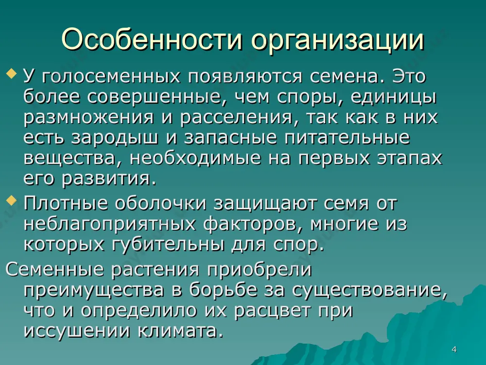 голосеменные - Page 4