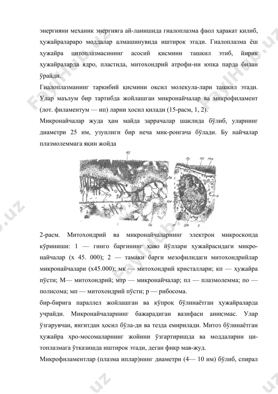жуда кўп миқдорда юз мингга яқин полисомалар бўлади, улар оқсилни синтез қилишда фаол қатнашади. эндоплазматик ретикулум — эр ёки эндоплазматик тўр (юнон. эндо — ички; плазма —битган, ҳосил бўлган, лот. ретикулум — тўр) ўсимликлар ҳужайраси учун хос бўлган цитоплазманинг субмикроскопик тузилиши бўлиб, ҳар бир ҳужайранинг зарурий органоидидир. эр бир та-лай зичлашган халтачалар ва найчалар (везикул) тизими-дан иборат. уларнинг усти қалинлиги 5—7 нм келадиган рибосомалар билан қопланган бўлиб, микросомалар деб аталади. булар фосфотид ва оқсил — липопротеидлардан ташкил топган. эр бажарадиган вазифасига ва морфологик тузилиши-га биноан икки хил тузилишда бўлади: грануляр ёки ғадир-будур ва агрануляр ёки силлиқ. ғадир-будур эр зичлашган халтачалардан ташкил топ-ган бўлиб, цистерна ёки ламелла (лот. ламелла — ясси) деб аталади. цистерналар ҳамма тирик ҳужайраларда уч-райди, уларнинг сони ҳужайранинг тараққиёт даврига боғ- лиқ. цистерналар рибосомалар билан қопланган. улар-нинг асосий вазифаси рибосомаларда синтез қилинган оқсилларни гольджи аппаратига ташиш (транспортиров-ка)дан иборат. кейинчалик бу моддалар ажратувчи ҳужай-ралар орқали ташқарига чиқарилади ёки бошқа …