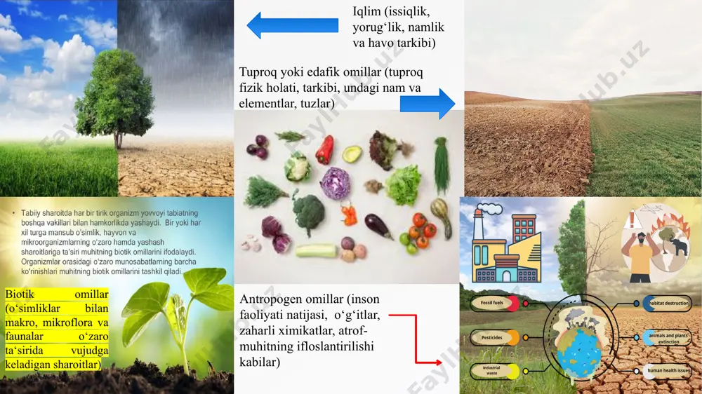 kni o’sish, rivojlanish va hosil berish davrida issiqlik tartnboti (optimal va suboptimal) yetarli miqdorda ta’sir etadigan ijobiy is-siqlik mikdori o’simlik talabi darajasida bo’lishi bilan anikdanadi; 2) o’simlikni sovuqqa, issiqqa chidamlilik xususiyati uning yana bir ko’rsatkichidir. sabzavot ekinlari issiqqa talabchanligiga qarab quyidagi beshta guruhga bo‘linadi: 1.sovuqqa va qishga eng chidamli ekinlar. bu guruhga ko‘p yillik piyozlar, shovul, rovoch, sparja, xren, lyubistok, estragon kirib, o‘simliklari o‘sishni 1° haroratda boshlaydi. qulay harorat 15-20°. o‘sib turgan o‘simliklari - 8, - 10° sovuqqa chidaydi. 2.sovuqqa chidamli ekinlar. ildizmevalilar, karam, salat, shivit, ismaloq, bosh piyoz, gorox kiradi. bularning urug‘i 3-5° issiq haroratda una boshlaydi. qulay harorat 17-20°. bu guruh o‘simliklari 3-5°, hatto 7-10° gacha sovuqqa chidaydi 3.shartli issiqsevar yoki yarim sovuqqa chidamli ekinlar. faqat kartoshka kiradi. tuganak tugish uchun qulay harorat 15-17°, palagi 0 daraja sovuqdan nobud bo‘ladi. 4.issiqsevar ekinlar. bularga pomidor, bodring, qalampir, baqlajon kirib, urug‘lari 12-15° da unaboshlaydi. qulay harorat 20-30°. harorat 15° dan …
