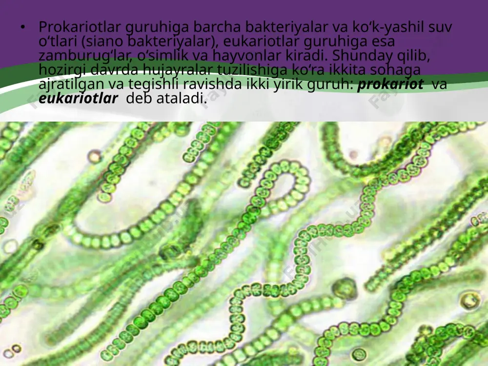 prokariot hujayra - Page 3