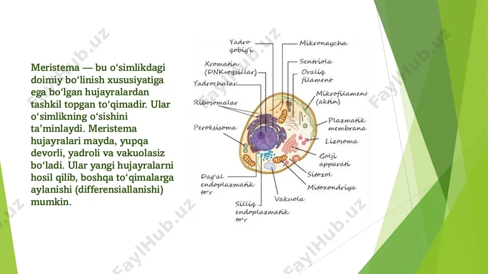 o‘simlik to‘qimalari va meristema - Page 5