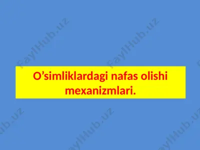 o'simliklarda nafas olish imexanizmlari — PPTX