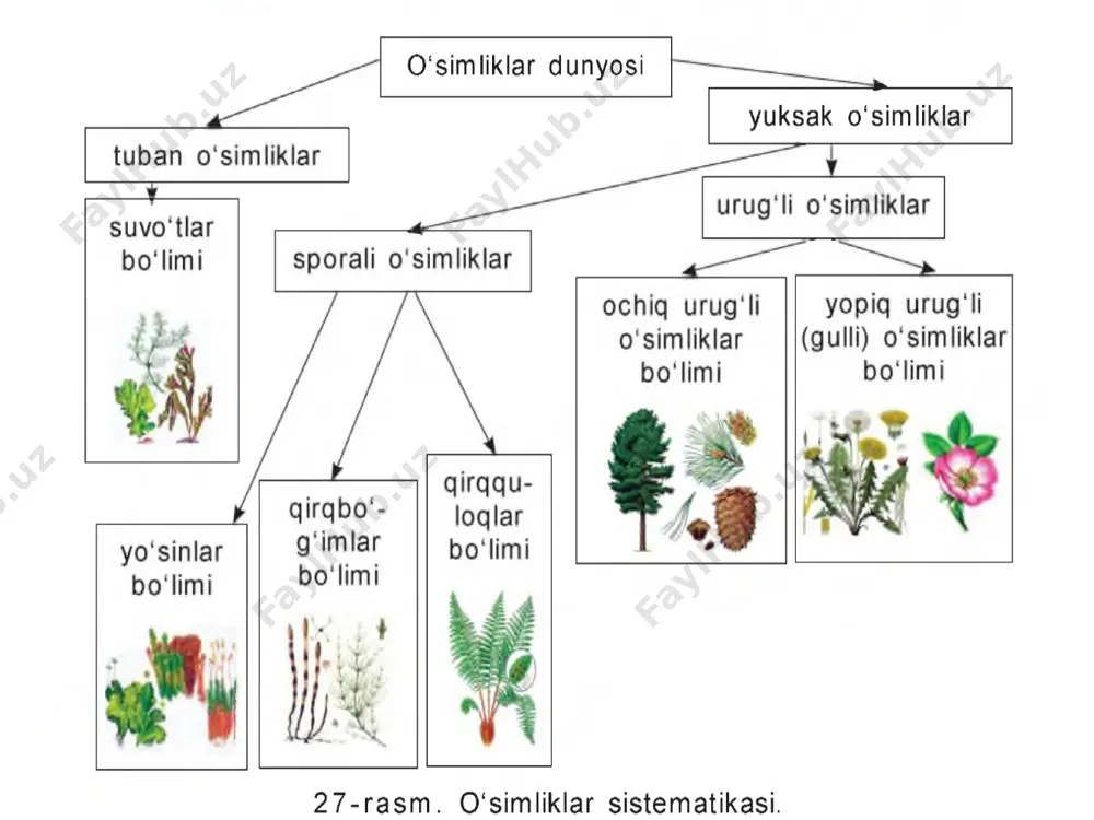 'g'im dala qirqbo'g'imi ildizpoyali ko'p yilnk o't bo'lib, daryo, kanal va ariqlar bo'yidagi sernam yerlarda, zovurlar yoqasida, buloqlar atrofida, marzalarda o'sadi. umng poyasi, shoxlari serqirra va bo'g'imlarga bo'h igan. uyga vazifa ochiq urug’li lar bo’limiga xos belgilar yopiq urug’lilar bo’limiga xos belgilar image2.jpeg image3.png image4.jpeg image5.jpeg image6.jpeg image7.jpeg image8.png image9.png image10.png image11.png image12.png image13.jpeg image14.png image15.png image16.jpeg image17.png image18.png image19.png image20.png image21.png image22.png image23.png image24.png image25.png image26.jpeg image27.png image28.png image29.png image30.png image39.jpeg image40.jpeg image41.jpeg image31.jpeg image32.jpeg image33.jpeg image34.jpeg image35.jpeg image36.jpeg image37.jpeg image38.jpeg image42.jpeg image43.png /docprops/thumbnail.jpeg