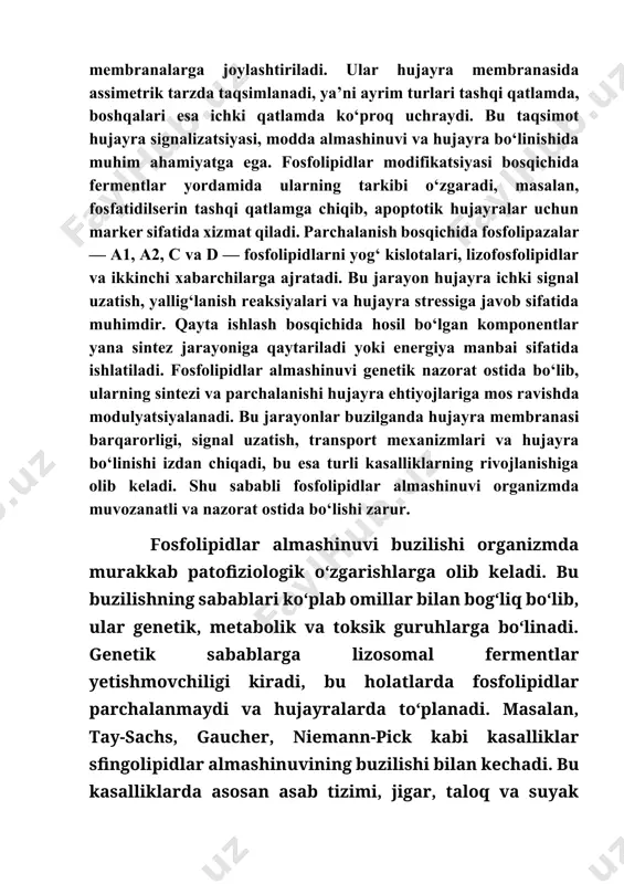 y moddalar, og‘ir metallar, spirtli ichimliklar va viruslar ta’siri kiradi. ular fosfolipidlar sintezida ishtirok etuvchi fermentlarni bloklaydi yoki membrana tuzilmasini bevosita shikastlaydi. masalan, alkogolizmda jigar hujayralarida fosfolipidlar almashinuvi buzilib, gepatoz va sirroz rivojlanadi. ba’zi antibiotiklar, sitostatiklar va pestitsidlar ham hujayra membranasiga toksik ta’sir ko‘rsatib, fosfolipidlar parchalanishini kuchaytiradi. shunday qilib, fosfolipidlar almashinuvi buzilishining sabablari turli mexanizmlar orqali hujayra faoliyatini izdan chiqaradi va ko‘plab kasalliklarning rivojlanishiga zamin yaratadi. 📊 fosfolipidlar almashinuvi buzilishining asosiy sabablari sabab turi misollar / tavsif genetik tay-sachs, gaucher, niemann-pick kasalliklari; lizosomal ferment yetishmovchiligi metabolik qandli diabet, semizlik, dislipidemiya, jigar steatozi, metabolik sindrom toksik alkogol, og‘ir metallar, kimyoviy moddalar, ba’zi dorilar, viruslar ta’siri fosfolipidlar almashinuvi buzilishi hujayra darajasida murakkab patogenezga olib keladi, bu esa hujayra membranalarining strukturaviy va funksional barqarorligini izdan chiqaradi. fosfolipidlar hujayra membranasining asosiy komponenti bo‘lib, ularning almashinuvidagi har qanday buzilish membrananing suyuqligi, egiluvchanligi, oqsillar joylashuvi va transport mexanizmlariga salbiy ta’sir ko‘rsatadi. buzilish fermentlar faolligining pasayishi, genetik …