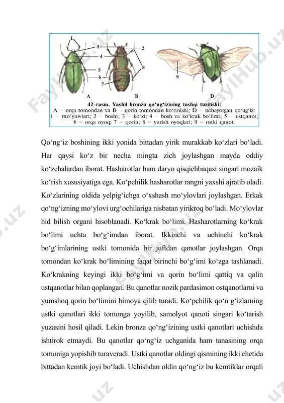 yashil bro’nza qo’ng’izi tashqi tuzulishi - Page 5