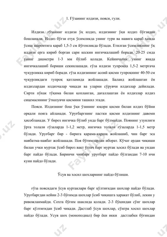 р ҳисобига ўсабошлайди. ташқи шароит қулай келса ҳосил шохлар сони 10-15 ва ундан ҳам кўпроқ бўлиши мумкин. ҳосил шох 2 хил бўлади: чекланган ва чекланмаган. агар ҳосил шох бир неча бўғимли бўлса чекланмаган ҳосил шох дейилади, бир бўғимли бўлиб, унга шона банди билан бирикса чекланган хосил шох дейилади. бундан ташқари «нул» типли ғўзалар бўлади. бунда ҳосил орган банди билан бевосита ғўзанинг поя бўғимларига бирикади. бундай ғўзалар хосилдорлиги паст бўлиши туфайли ишлабчиқаришда экилмайди. чекланган ҳосил шох чекланмаган ҳосил шох бўғимларининг биринчи типига мансуб бўлиб, қисқа бўғимли бўлса уни шартли равишда «нул» типли ғўзалар дейилади. ҳозирги пайтда ишлабчиқаришда кўплаб экиладиган машина теримига мос ғўзалар шундай ғўзалардир. ўсув шох билан хосил шохнинг ўзаро қуйидаги фарқлари мавжуд. 1. ўсув шох 1 баъзан 2 та бўлиши мумкин, ҳосил шох бир неча бўлади. 2. ўсув шохнинг ҳосил бўлиш бурчаги ҳосил шохникига қараганда бирмунча ўткир бурчакли. 3. ўсув шох аввал пайдо бўлади, ҳосил шох кейин пайдо бўлади. …