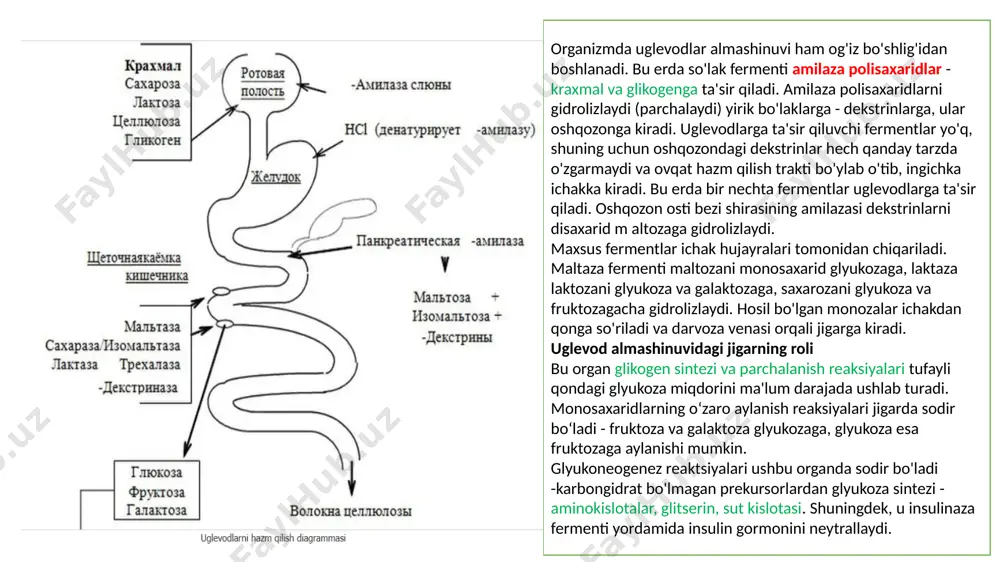 idlar oshqozon-ichak traktida hazmlanib mono saxaridlarga aylanadi. hazmlanish og‘iz bo‘shlig‘ida so‘lak tarkibidagi amilaza va maltaza fermentlari ta’sirida boshlanib, asosiy hazmlanish o‘n ikki barmoqli ichak va ingichka ichakning boshlang‘ich qismida (ph 8-9) boradi. oshqozonda uglevodlarning parchalovchi fermentlar yo‘q. uglevodlarning hazmlanishini ta’minlaydigan amilaza, saxaroza, maltaza, laktaza, amilo-1,6-glyukozidaza fermentlari oshqozon osti bezi va ingichka ichak shilliq qavatida ishlanib chiqadi. kletchatka (oshqozon-ichak traktida) hazmlanmaydi va najasni hosil bo‘lishini ta’minlaydi. uglevodlarning hazmlanishi va so‘rilishi monosaxaridlar (asosan glyukozaga aylangan holatda) ingichka ichak epiteliysidagi mikrovorsinkalar orqali atf sarflanishi bilan (konsentratsiya gradiyentiga qarshi) so‘rilib qonga o‘tadi. (ovqat bilan uglevodlar oshiqcha miqdorda iste’mol qilinganda, oz miqdorda saxaroza, laktozalar ham so‘rilishi mumkin. ammo ular organizmda foydalanilmaydi, siydik orqali chiqarilib yuboriladi). qon bilan glyukoza jigarga boradi va uning ma’lum miqdori glikogenga aylanadi, asosiy miqdori esa qon bilan hamma to‘qima hujayralariga yetkaziladi. qonda glyukozaning miqdori normada (sog‘lom kishilar qonida) 70-120 mg % (yoki «ci» bo‘yicha 3,6-6,1 mmol/l) bo‘ladi. uglevodlarning hazmlanishi va so‘rilishi …