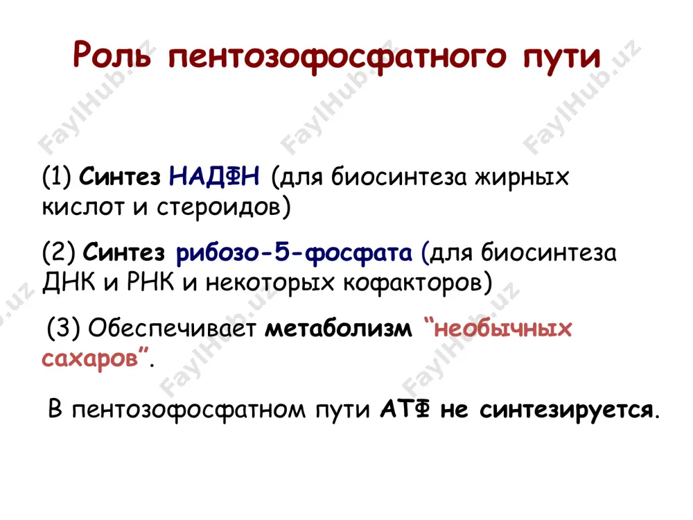 пентозофосфатный путь - Page 2
