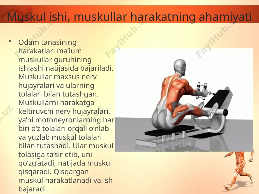 natijasida harakat asta-sekin susayib, keyin to‘xtaydi. ba’zida charchagan muskul tolalari qisqarib, bo‘shasha olmay qoladi, bu holat muskullarning kontrakturasi deb ataladi. ayniqsa, tez yugurgan vaqtda boldir muskullarida shunday holat yuzaga keladi. jismoniy mehnat, jismoniy tarbiya va sport bilan muntazam ravishda shug‘ullanuvchi odam organizmi yaxshi chiniqqan bo‘ladi. shuning uchun ularning muskullari tez charchamaydi. muskullarning yaxshi rivojlanishi, tolalari va paylarining baquvvat, mustahkam bo‘lishi, o‘z navbatida, suyaklarning yaxshi rivojlanishiga, ularning mustahkam bo‘lishiga imkon beradi. savol va topshiriqlar muskullarning statik ishini tushuntiring. muskullarning dinamik ishiga misollar keltiring. muskullarning charchashi qanday sodir bo‘ladi? yaxshi rivojlangan muskullarda qanday o‘zgarishlar bo‘ladi? image2.jpeg image3.gif image4.gif image5.gif image6.jpeg image7.jpeg image8.gif image9.gif image10.gif image11.jpeg image12.jpeg image1.jpeg
