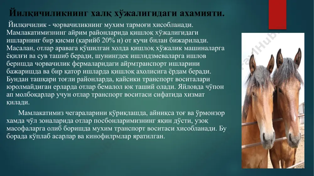 иги, чиройлилиги ва араваларга қўшган вақтда яхши ишлаши билан хам ажралиб туради. баландлиги 152-154 см. йириклиги ўртача, туси тўриқ, кўк ва жийрон. қорабайир отлари ўзбекистоннинг барча областp ва районларида учрайди. айниқса жиззах, самарқанд областларида кўп тарқалган. кабардин зоти шимолий кавказда яратилган. бу зотнинг яратилишида қорабах, туркман ва араби зот айғирлар махаллий биялар билан чатиштирилган. кабардин зот чопқир отлардан хисобланиши билан бирга тарнспорт ишларида хам фойдаланилади. тоғ шароитига яхши мослашган. кунига 66 км йўлни босиб ўтиши аниқланган. буйи 153 см, кўкрак айланаси 177 см, почаси 19 см. ранги қора, саман ва кул ранг. лоқай зоти тоғ шароитига яхши мослашган, жанубий тожикистоннинг яз-яван водийсида қадимги ўзбек қабиласи - лоқайлар томонидан яратилган. гавдаси кичикроқ. бўйи 140-142 см, танасининг узунлиги 144 см, кўкрак айланаси 166 см, почаси 18 см. ранги саман ва турли хилда бўлади. асосан тожигистон районларида тарқалган. чопқир от зотлари. бу йўналишдаги отлар чопқирлиги ва йўрғалаб тез юриши билан бошқа зотлардан фарқ …