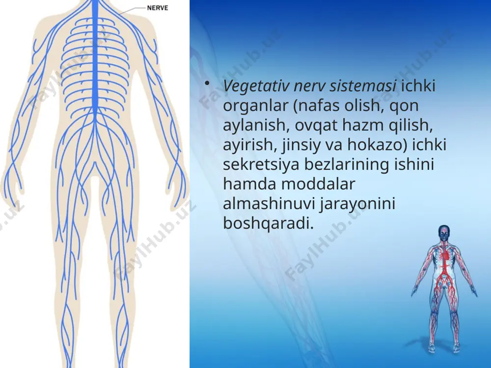 mas, balki ular to‘qima va organlar funksiyasini zaruratga qarab tartibga soladi. vegetativ nerv sistemasining funksiyasi organizmning tashqi muhit sharoitiga moslashuvida muhim ahamiyatga ega. savol va topshiriqlar vegetativ nerv sistemasi qaysi organlarning ishini boshqaradi? simpatik nerv sistemasining tuzilishi va funksiyalarini ayting. parasimpatik nerv sistemasining tuzilishi va funksiyalarini tushuntiring. image2.jpeg image3.png image4.gif image5.png image6.jpeg image7.jpeg image8.gif image9.jpeg image10.jpeg image11.gif image12.jpeg image13.jpeg image14.jpeg image1.jpeg /docprops/thumbnail.jpeg