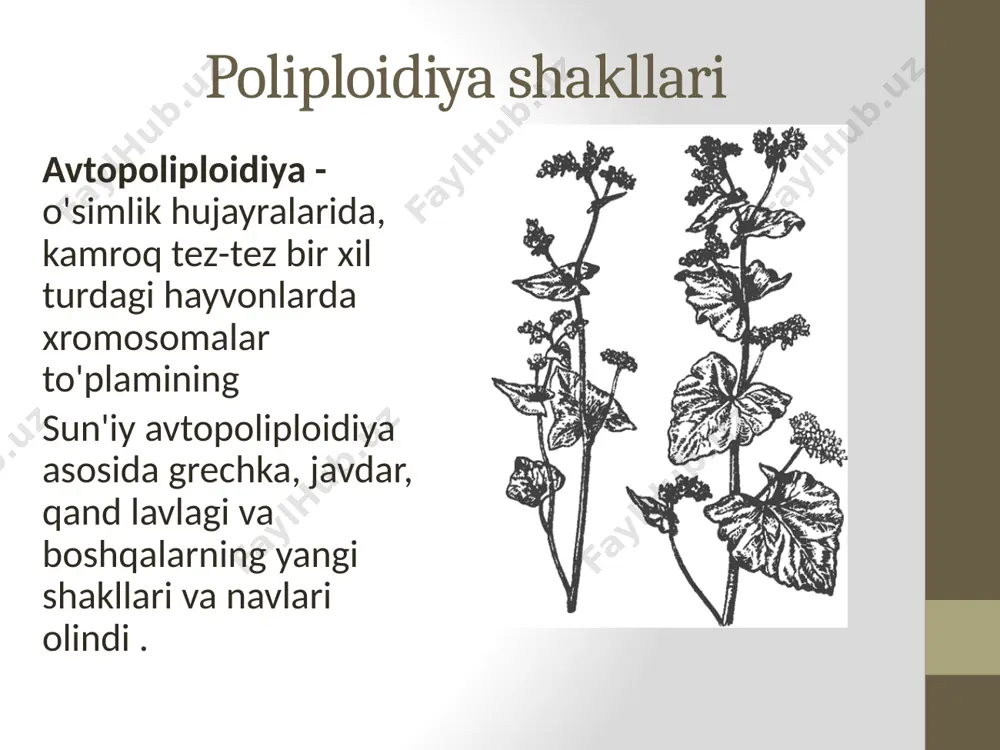 xromosoma va genom mutatsiyalari - Page 5