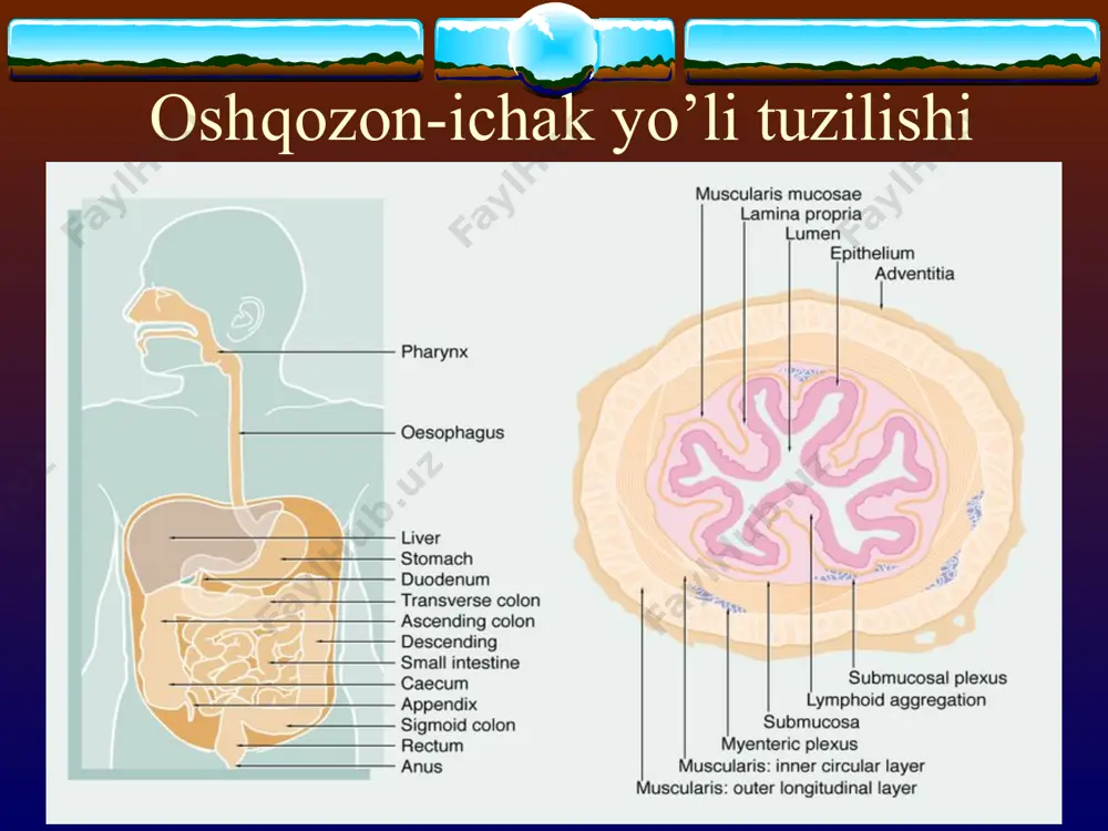 liklari 5) neyrogen omillar ii. anatomo-morfologik tavsifi: a) yuzaki kolit b) atrofik kolit c) tiflit d) proktosigmoidit e) yalpi kolit iii. funksional tavsifi: a) motorika buzilishi (giper- va gipomotorli diskineziya) b) modda almashinuvining buzilishi (ionlarning va suvning gipersekretsiyasi, yo’g’on ichakda ionlar va suvning kuchaygan va susaygan absorbsiyasi) c) shilliq sekretsiyasining buzilishi (ko’paygan va kamaygan shilliq sekretsiyasi) iv. klinik tavsifi: a) kasallik davrlari: zo’rayish va tinchlanish b) asoratlari: -solyarit; -nospetsifik mezadenit; -koprostaz; -ichak tutilishi; patogenez etiologik omillarning yo’g’on ichak silliq qavatiga bevosita ta'siri peristaltika va ovqat massasining yo’g’on ichak bo’limlaridan o’tishining sekinlashishi mikrob va parazitlarning yo’g’on ichak devoriga toksik va toksiko-allergik ta'siri klinik ko’rinishi surunkali kolit aksariyat yoshi katta shaxslarda uchraydi. zirkiragan og’rik - qorinning pastki va yon bo’limlarida joylashadi, ovqat iste'molidan keyin kuchayadi, najas va yel ajralgandan so’ng, isitkich qo’yganda kamayadi. ich kelishining buzilishi: ich ketishi yoki qabziyat, ko’pincha ich ketishi bilan qotishi almashinib turadi. ichakning yetarli bo’lmagan bo’shanishi sezgisi …