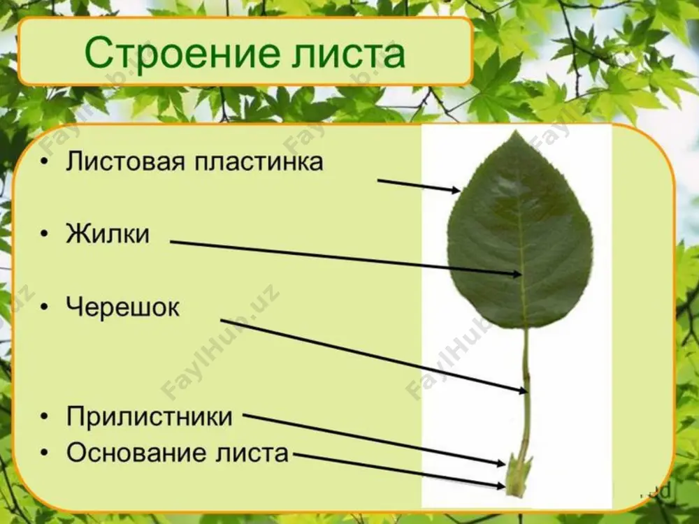 выражение классификация характеристика лица - Page 3
