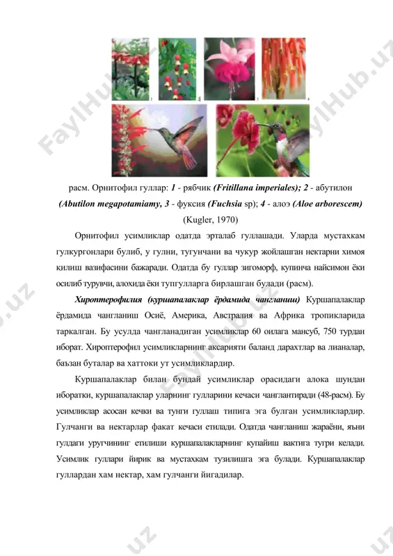 нг уларга ташрифи осон кечади. аникланишича, чумолиларнинг гул чангини таркатиш масофаси уртача 22.5 см ни ташкил килар экан. мадагаскар оролида gastonia mauritiana усимлиги судралиб юрувчилар вакилларидан фельзума геккони (phelsuma ornata) ёрдамида чангланиши хдм аникланган (расм, г). адабиётлар: 1. ашурметов о а., каршибоев х.к. репродуктивная биология солодки и раздельнолодочника. ташкент. фан. 1995. 212 с. 2. батыгина т.б. эмбриология цветковых растений. санкт-петербург. мир и семья. 2000. т.3. с.258. 3. бейдемен и.н. методика изучения фенологии растений и растительных сообществ. новосибирск. наука.1974.153 с. 4. борисов и.в. сезонная динамика растительного сообществлолевая геоботаника. л.наука. 1972. т.4. с.5-94. 5. пономарев а.н. изучение цветения и опыления растений. полевая геоботаника. м-л. 1960. т.2. с.10-11. 6. турсунов ж. антэкология и эмбриология сапониноносных гвоздичных средней азии.тошкент, фан, 1988. 7. каршибоев вд. антэкология махсус курсидан укув-методик мажмуа (укув кулланма). -гулистон. 2008. - 84 бет. 8. демьянова е. и.антэкология (учебное пособие для студентов и магистрантов биологического факультета,обучающихся по направлениям «биология» и «экология и …