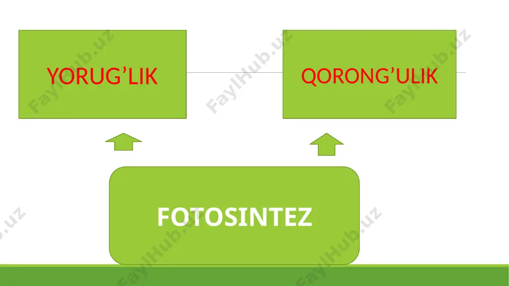 fotosintez - Page 5