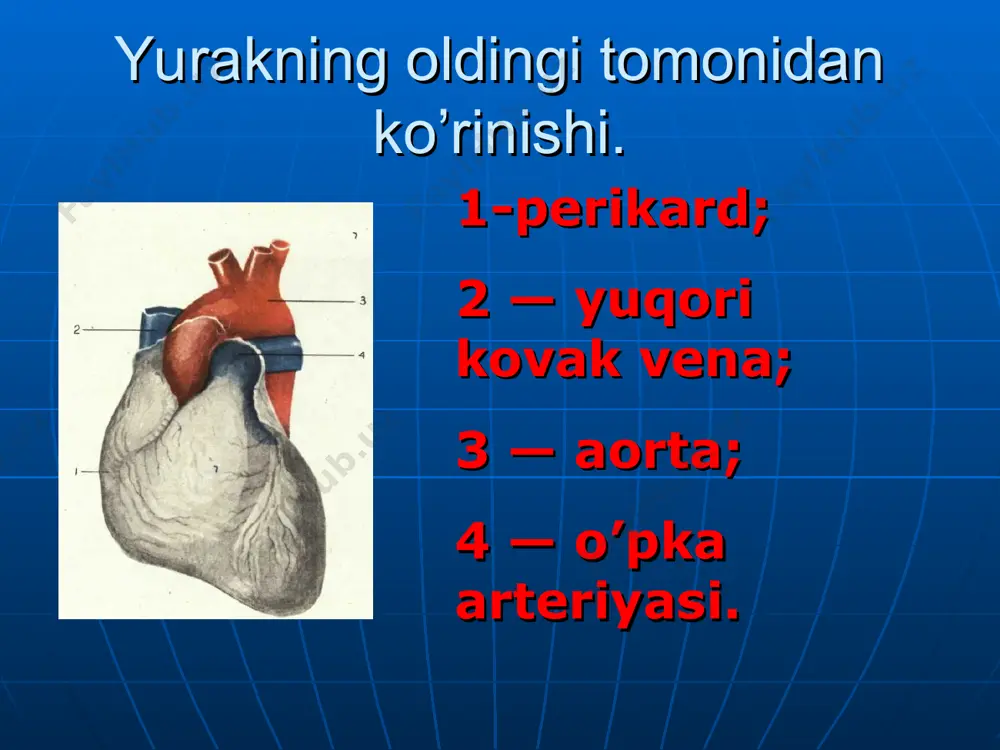 0,05 с. s tish 1. sog’lom odamda s tishning amplitudasi turli tarmoqlarda kata chegarada to’lqinlanadi, bu 20 mm da oshmaydi. 2. ko’krak qafasidagi yurakning normal holatida qo’l – oyoq tarmoqlaridagi s tish amplitudasi past, avr tarmoqdan tashqari. 3.ko’krak tarmoqlarida s tish v1, v2 dan v4 gacha asta-sekin pasayib boradi, v5, v6 da kichik amplitudada yoki umuman aniqlanmaydi. 4. ko’krak tarmoqlarida r va s tishlarning tengligi («o’tish zonasida») odatda v3 da yoki v2 va v3 orasida, yoki v3, v4 orasida qayd qilnadi. т tish. 1. i, ii, avf, v2-v6 tarmoqlarda t tish normada doimo musbat. sabab t1 > t111, biroq tv6 > tv1. 2. iii, avl va v1 tarmoqlarida t tish musbat, 2 fazali yoki aniqlanmasligi mumkin. 3. avr tarmoqda т tish normada doim manfiy. rs-t segment. 1. rs— т segment sog’lom odamda qo’l-oyoq tarmoqlarida izoliniyada joylashadi (±0,5 mm). 2. normada v1—v3 tarmoqlarda rs— т segment izoliniyadan yuqorida biroz qo’shiladi (2mm …