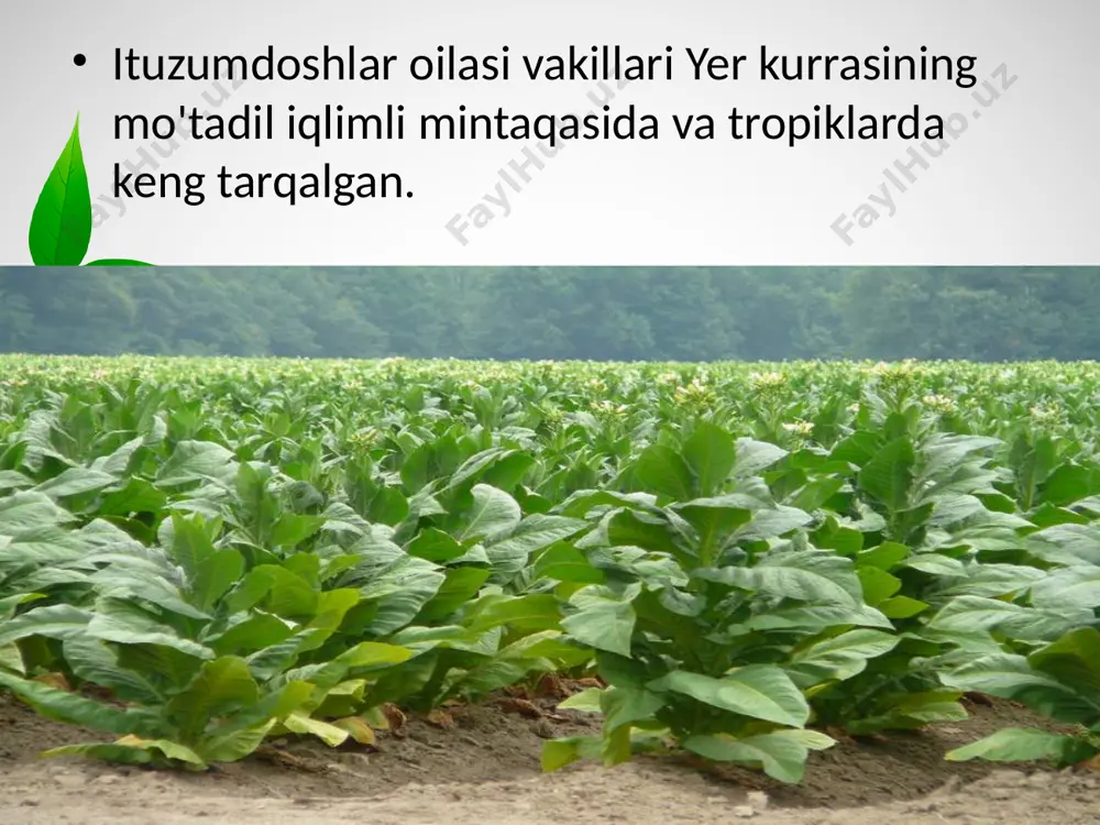 ituzumdoshlar oilasi. 6 - sinf - Page 3