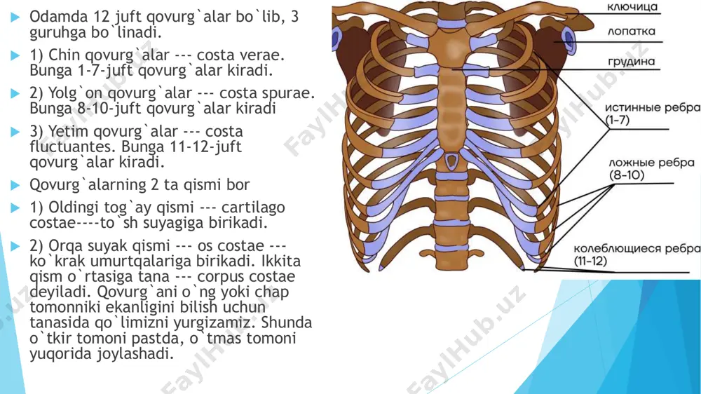 da o‘mrov osti arteriyasi egati, oldida esa o‘mrov osti venasining egati bor  dasta bilan tana qo‘shilgan joyda to‘sh suyagi burchagi hosil bo‘la di. to‘sh suyagining eng uzun qismi tanasi bo‘lib, uning pastki qismi yuqoriga nisbatan keng, oldingi yuzasida taroqqiyot davrida suyak qismlarining qo‘shilishidan hosil bo‘lgan ko‘ndalang g‘adir-budir chiziqlar mavjud. uning yon chekkasida chin qovurg‘alar tog‘ayi birlashadigan qovurg‘a o‘ymalari bor. vii qovurg‘a o‘ymasi tana bilan xanjarsimon o‘siqcha o‘rtasida joylashgan. xanjarsimon o‘siqcha ayrisimon, o‘tkir uchli, yuma loq uchli shakllarda uchraydi to`sh suyagi ----sternum  3 ta qismi bo`ladi  1) manubrium sterni --- dastasi  2) corpussterni ---tanasi  3) processus xiphoideus--- xanjarsimon o`simtasi to`sh suyagini tanasini dastasidan to`sh burchagi --- angulus sterni bilan incisura costae 2 ajratib turadi. dastasida bitta toq bo`yinturuq o`ymasi --- incisura jugularis va 2.5 ta juft o`yma bo`ladi:  1) incisura clavicularis--- juft o`mrov o`ymasi 2) incisura costae 1 --- juft  3) incisura costae 2 …