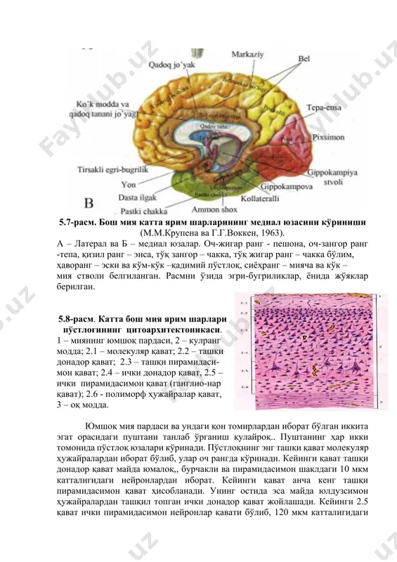 yulduzsimon hujayralardan tashqil topgan ichki donador qavat joylashadi. keyingi 2.5 qavat ichki piramidasimon neyronlar qavati bo'lib, 120 mkm kattaligidagi gigant piramidasimon hujayralardan iborat bo'ladi. 2.6-qavat polimorf deyiladi va turli shakldagi neyronlar saqlaydi. po'stloq ostida oq modda ko'rinadi. ular asosan mielinli tolalardan tashqil topgan. oq va kulrang modda tarkibida gliotsitlarni ko'rish mumkin. ularni biz yadrolaridan aniqlaymiz. 5.9-rasm. bosh miya yarim sharining katta piramidasimon neyroni 1 – katta piramidasimon neyron; 1.1 – neyron tanasi (perikarion) 1.2 – dendrit; 1.3 – neyrit; 2 – gliotsit; 3 – neyropil. 5.10-rasm. uzunchoq miya (mm.krupena va g.g.vokken, 1963). markaziy kanal darajasida gorizontaliga kesilgan. qizil rang bilan hujayralarni, qora rangda – tolalarni hosil bo'lishi tasvirlangan. 5.11 - rasm. uzunchoq miyani old tomonidan va pastki oliva darajasida gorizontaliga kesilgan ko'‘rinishi (m.m.krupena va g.g.vokken, 1963). 5.12- rasm. o‘rta miya (mm.krupena va g.g.vokken, 1963). to'rt tepalikning yuqorgi bo'rtig'i darajasida gorizontaliga kesilgan. qizil rang bilan hujayra, qora rang bilan tolalar tasvirlangan. …